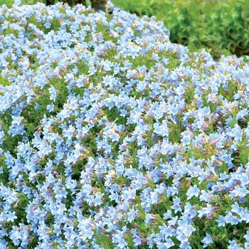 Lithodora diffusa 'Crystal Blue' PP26553