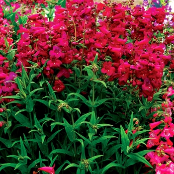 Penstemon Taffy™ 'Boysenberry'