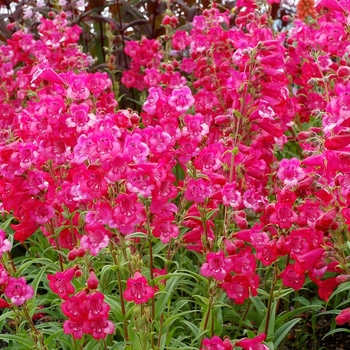 Penstemon 'Hot Pink' PP26699