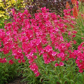 Penstemon Cha Cha™ 'Hot Pink'