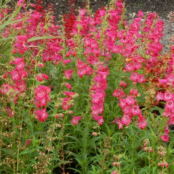 Penstemon 'Pink' PP26673