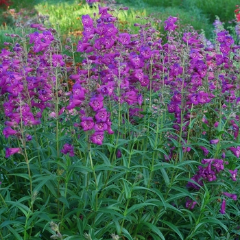 Penstemon Cha Cha™ 'Purple'