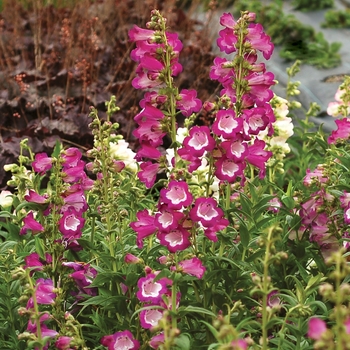 Penstemon 'Grape' PP22567