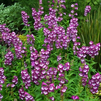 Penstemon Taffy™ 'Grape'