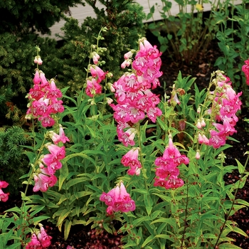 Penstemon Taffy™ 'Strawberry'