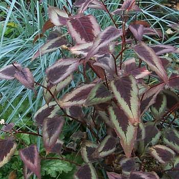 Persicaria 'Dragon's Eye'