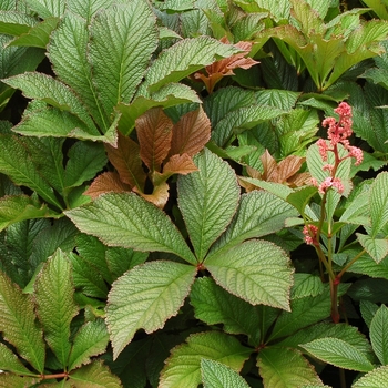 Rodgersia pinnata 'Bronze Peacock' PP24780