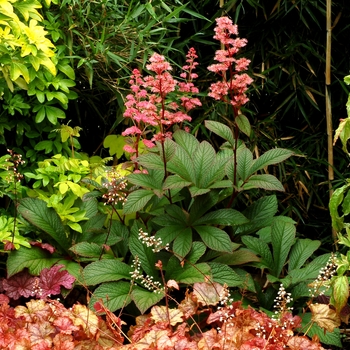 Rodgersia pinnata 'Bronze Peacock'