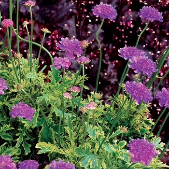 Scabiosa 'Vivid Imagination' PPAF