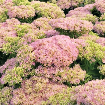 Sedum spectabile 'Crystal Pink'