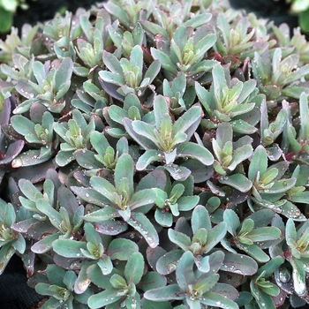 Sedum telephium 'Marina'