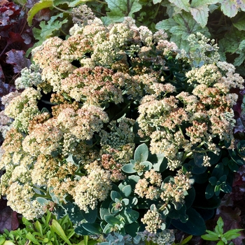 Sedum telephium 'Rosetta'