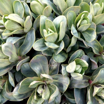 Sedum telephium Touchdown™ 'Breeze'