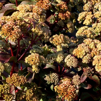 Sedum telephium 'Flame' PP26079