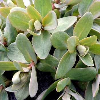 Sedum telephium 'Jade' PPAF