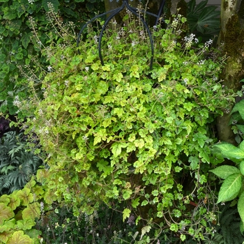 Tiarella 'Happy Trails' PPAF PVR