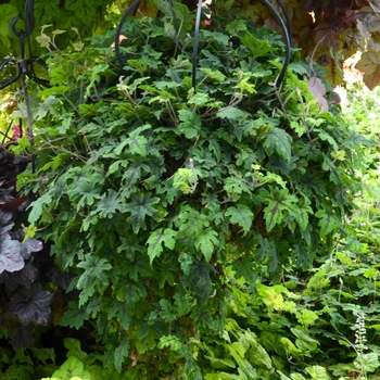 Tiarella 'Oregon Trail'