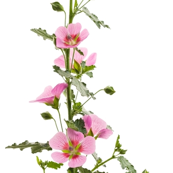 Anisodontea 'Slightly Strawberry'