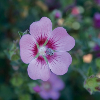 Anisodontea 'Slightly Strawberry' PP21393