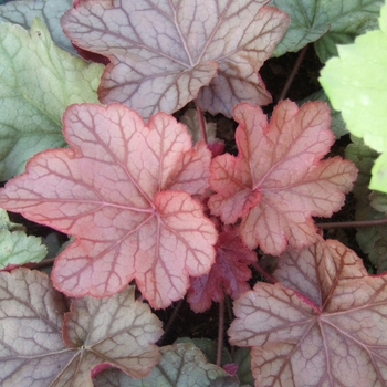 Heuchera 'Encore' 