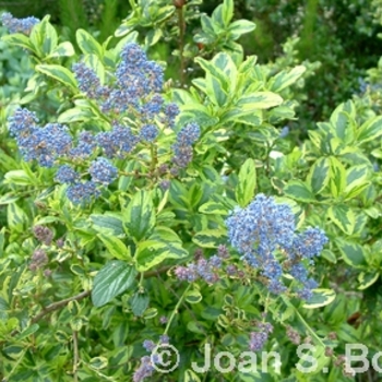 Ceanothus thyrsiflorus 'El Dorado' 