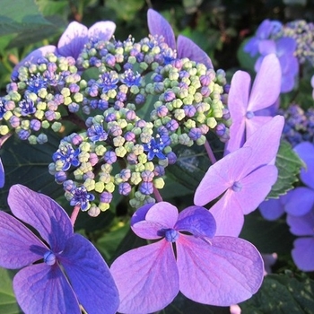 Hydrangea macrophylla 'Blue Wave' 