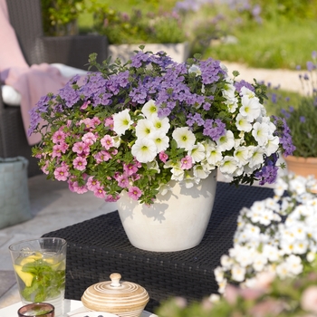 Hanging Basket 'Hunny Bunny' (069638)
