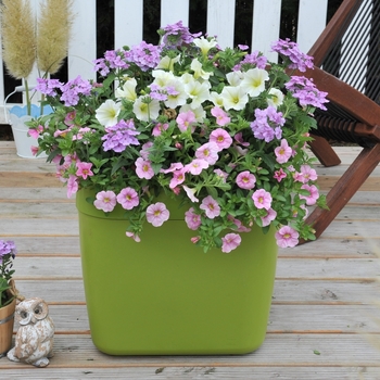 Hanging Basket 'Hunny Bunny' 