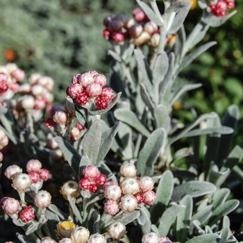 Helichrysum amorginum 'Ruby Cluster'