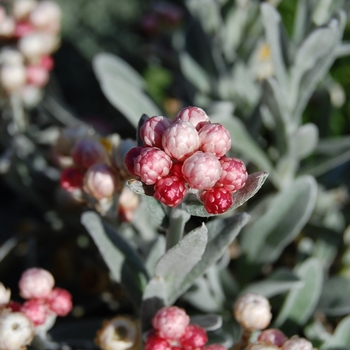 Helichrysum amorginum 'Ruby Cluster' 