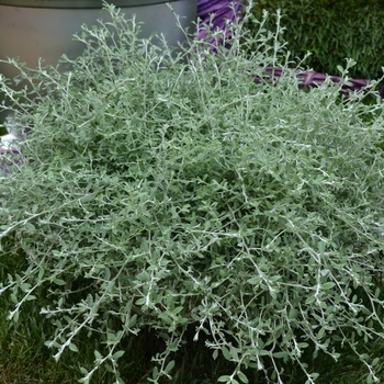 Helichrysum petiolare 'Silver Star'