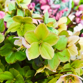 Helleborus 'Ice Breaker Max' 