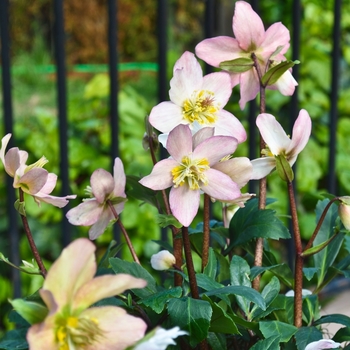 Helleborus 'Jacob' PP17799