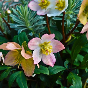 Helleborus HGC® 'Jacob'