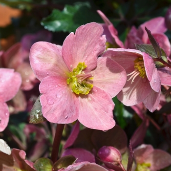 Helleborus x ericsmithii 'Pink Frost' 