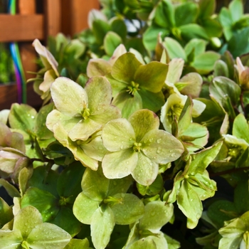 Helleborus 'Winter Frost'