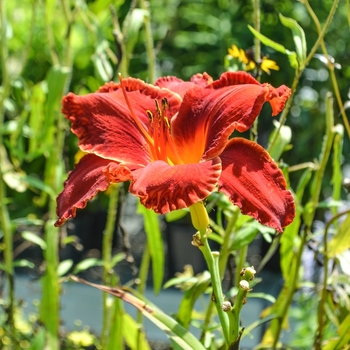 Hemerocallis 'Red Ribbon'