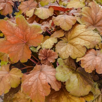 Heuchera 'Carnival Coffee Bean' 