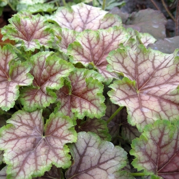 Heuchera 'Birkin' 