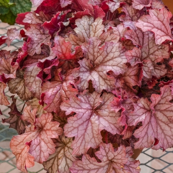 Heuchera 'Carnival Peach Parfait' 