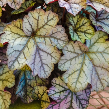 Heuchera 'Carnival Silver Streak' 