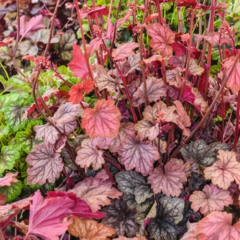 Heuchera 'Carnival Watermelon' 