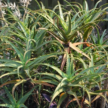 Aloe arborescens 