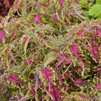 Coleus 'Bone Fish' 