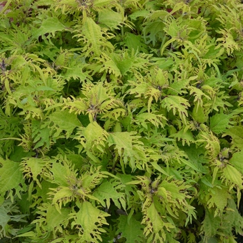 Coleus Under The Sea™ 'Gold Anemone'