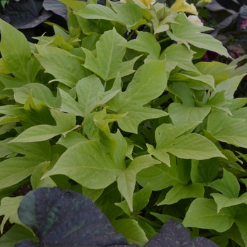 Ipomoea batatas 'Chihuahua' 