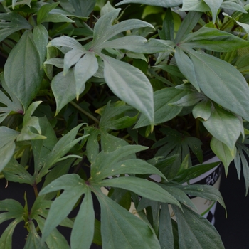 Ipomoea batatas 'Guacamole' 