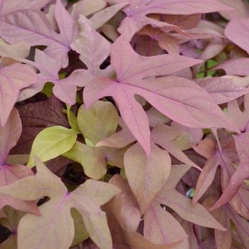 Ipomoea batatas 'Refried Beans' 