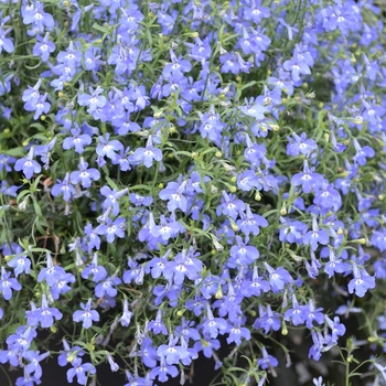 Lobelia 'Deep Navy' 