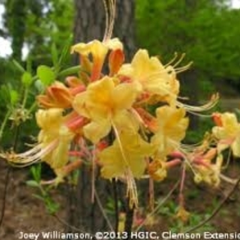 Rhododendron austrinum 'Kelsey's Glow' 